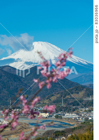 【松田町松田山、満開の河津桜と富士山】 83036966