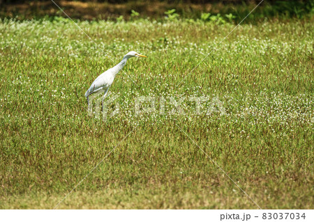 White Great egret standing on the green grass in the park with copy space. Long leg bird watching 83037034