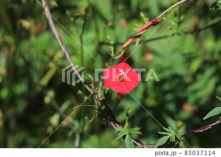 秋の庭に咲くハゴロモルコウソウの赤い花の写真素材