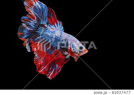 The moving moment beautiful of white, blue and red siamese betta fish with copy space. 83037477