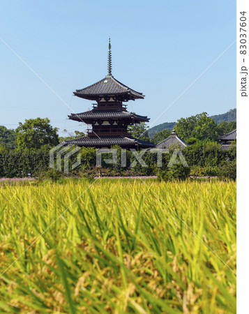 秋の法起寺と稲穂の風景 83037604