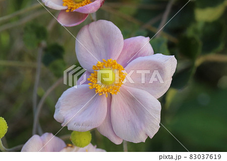 秋の庭に咲くピンク色のシュウメイギクの花 83037619