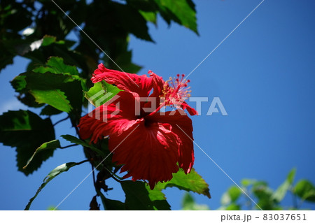 花 フラワー お花 83037651