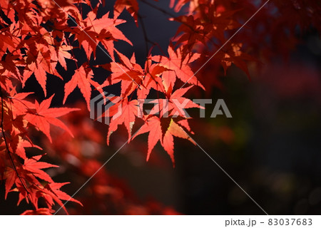 京都亀岡 秋の出雲大神宮の紅葉 京都亀岡 秋の出雲大神宮の紅葉 83037683