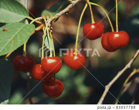 A few ripe cherries on a branch, close-up. A few ripe cherries on a branch, close-up. 83037788
