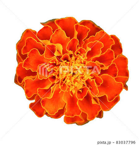 Marigold flower close-up. Orange marigold isolated on a white background. 83037796