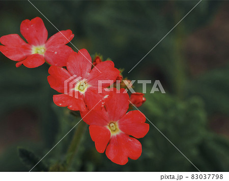 A few pink verbena flowers on a blurry green background. 83037798