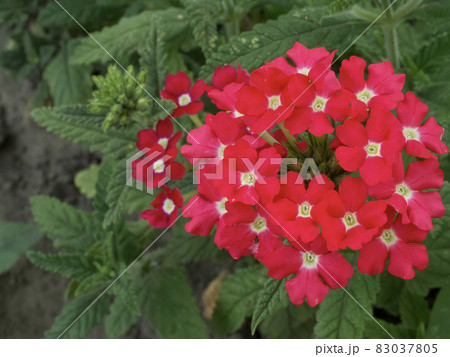 Inflorescence of red verbena flowers, view from the top. Red flowers close-up. Inflorescence of red verbena flowers, view from the top. Red flowers close-up. 83037805