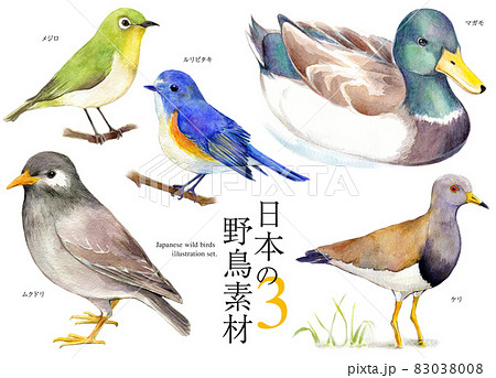 日本の野鳥　セットイラスト 水彩 83038008