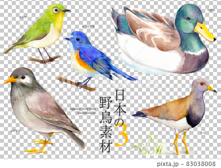日本の野鳥　セットイラスト 水彩 83038008