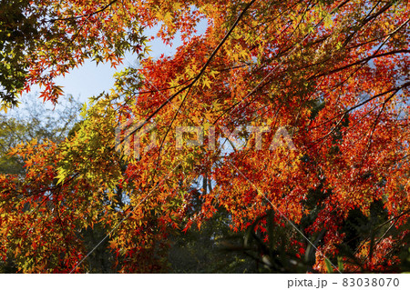寿福寺 参道の紅葉 寿福寺 参道の紅葉 83038070