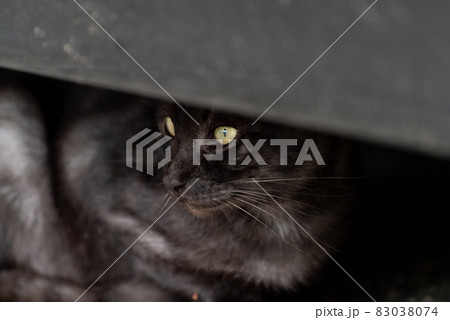 見つめる猫　黒猫 83038074