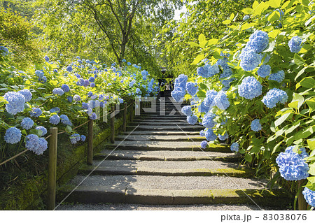 明月院　山門まで続くあじさいの花 83038076