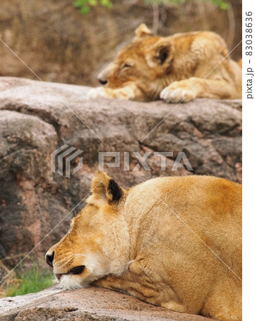 眠る動物園のライオン 眠る動物園のライオン 83038636