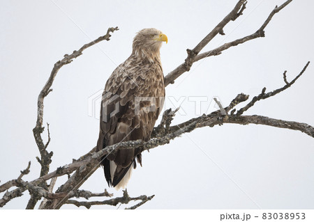 葉の落ちた枝に止まるオジロワシ 葉の落ちた枝に止まるオジロワシ 83038953