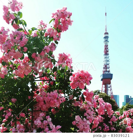 薔薇と東京タワー 83039121