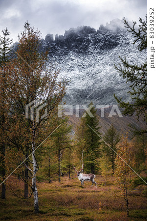 Svalbard male reindeer with big antlers walking in Bjorndalen in summer, Svalbard 83039252