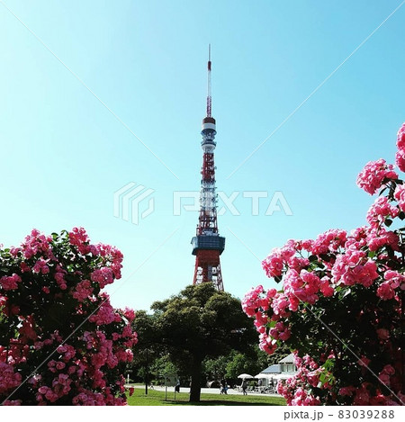 薔薇と東京タワー 薔薇と東京タワー 83039288