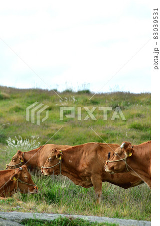 赤牛の一家 83039531