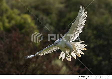 Gyrfalcon (Falco rusticolus) a white falcon bird Gyrfalcon (Falco rusticolus) a white falcon bird 83040087