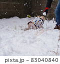 雪で遊ぶフレブル 83040840
