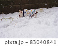 雪で遊ぶフレブル 83040841