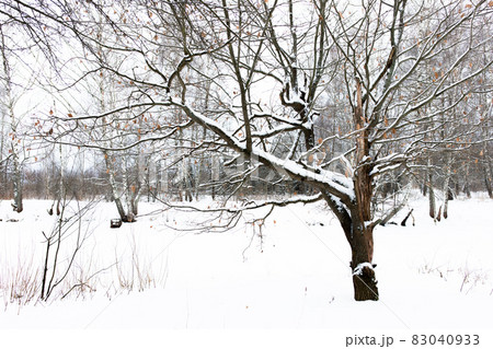 A tree in winter in the forest surrounded by snow. Sprawling oak. The withering of nature. Nature of Russia. 83040933