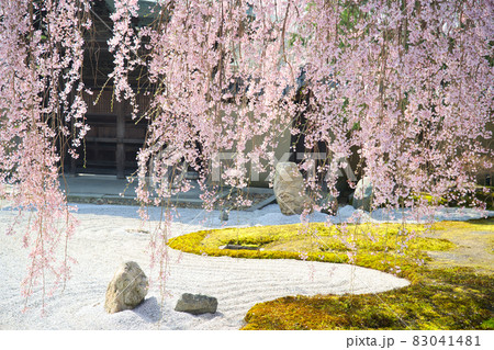 【京都府】3月・満開の枝垂れ桜 高台寺 春イメージ 【京都府】3月・満開の枝垂れ桜 高台寺 春イメージ 83041481