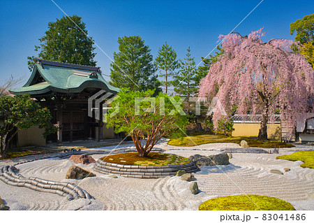 【京都府】3月・満開の枝垂れ桜　高台寺　春イメージ 83041486
