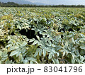 蒟蒻畑1 83041796