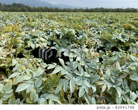 蒟蒻畑1 83041796