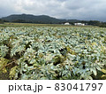 蒟蒻畑2 83041797