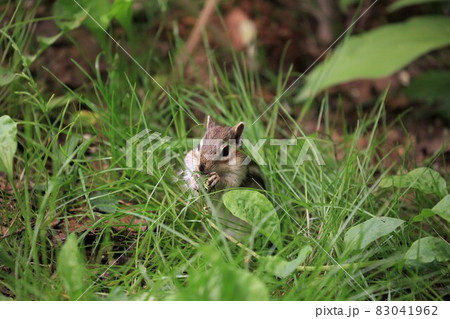 シマリス シマリス 83041962
