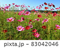 秋の花コスモス　　 83042046