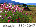 秋の花コスモス　　 83042047