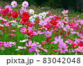 秋の花コスモス 83042048