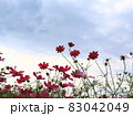秋の花コスモス 83042049