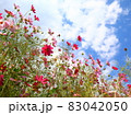 秋の花コスモス 83042050