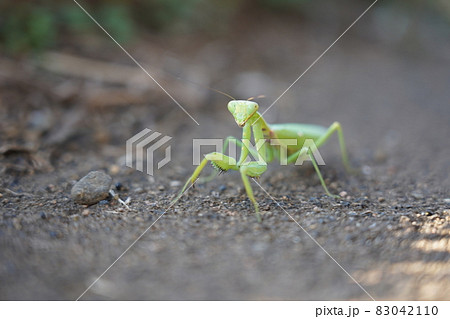 カマキリ 83042110
