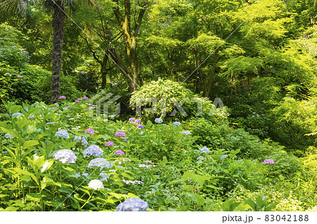 浄智寺　あじさいのある風景 83042188