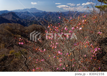 西上州・鹿岳のアカヤシオツツジと浅間山の眺め 83042356