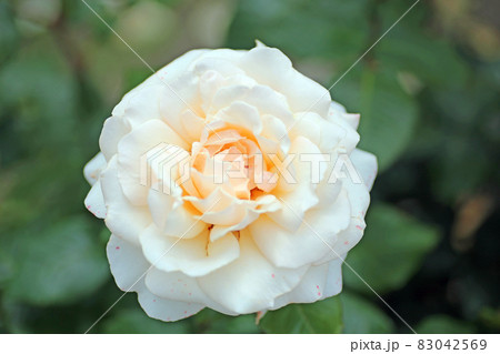 蜂ヶ峰の薔薇 蜂ヶ峰の薔薇 83042569