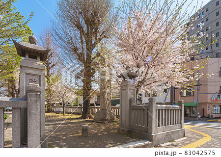 [東京・上中里] 源義家と八幡神を祀る平塚神社の門に咲く満開の桜の木。 83042575