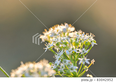 夕日に照らされる韮の花の写真素材