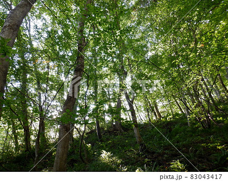 蔵王の景色　大東岳の広葉樹林 83043417