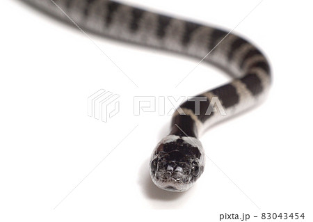 シロマダラ　幼体　ヘビ シロマダラヘビ幼蛇🐍。 - sinchan研究室