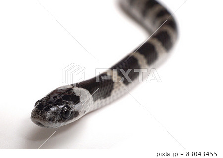 幻のヘビ、シロマダラの幼体 83043455