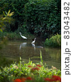 水辺で遊ぶ白鷺 83043482