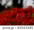 彼岸花 83043485
