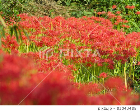 彼岸花 彼岸花 83043488